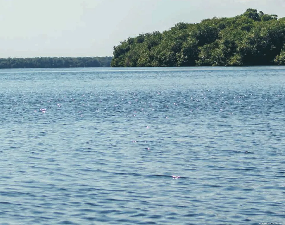 Calm water and tree line, representational image